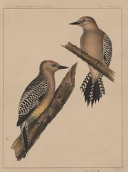 Aves, Placa XXXVI, 1855
